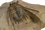 Kettneraspis Trilobite With Long Occipital - Lghaft, Morocco #310615-4